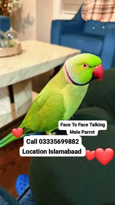 Face To Face Talking Green Ring Neck Male Parrot Jumbo Size