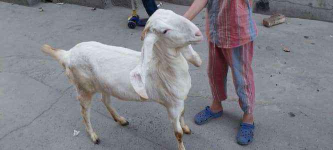 بکری۔دوندی۔ہے۔ایک۔سال۔عمر۔ہےدومھنے۔۔پہلے۔کبن۔کروائی۔تھی۔لیکن۔ٹھری۔نہیں