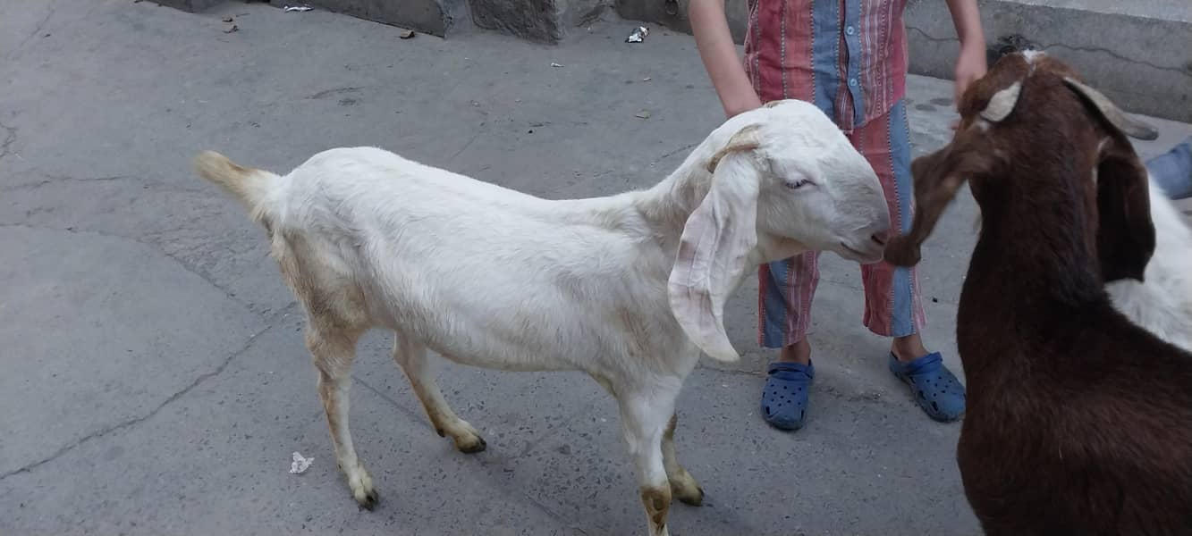 بکری۔دوندی۔ہے۔ایک۔سال۔عمر۔ہےدومھنے۔۔پہلے۔کبن۔کروائی۔تھی۔لیکن۔ٹھری۔نہیں 1