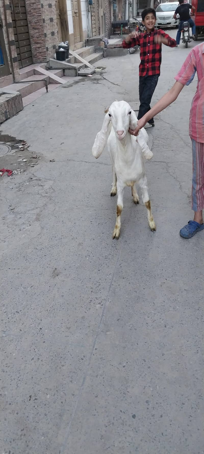 بکری۔دوندی۔ہے۔ایک۔سال۔عمر۔ہےدومھنے۔۔پہلے۔کبن۔کروائی۔تھی۔لیکن۔ٹھری۔نہیں 2