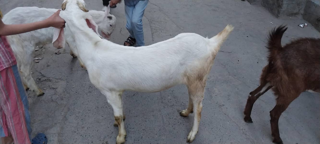 بکری۔دوندی۔ہے۔ایک۔سال۔عمر۔ہےدومھنے۔۔پہلے۔کبن۔کروائی۔تھی۔لیکن۔ٹھری۔نہیں 3