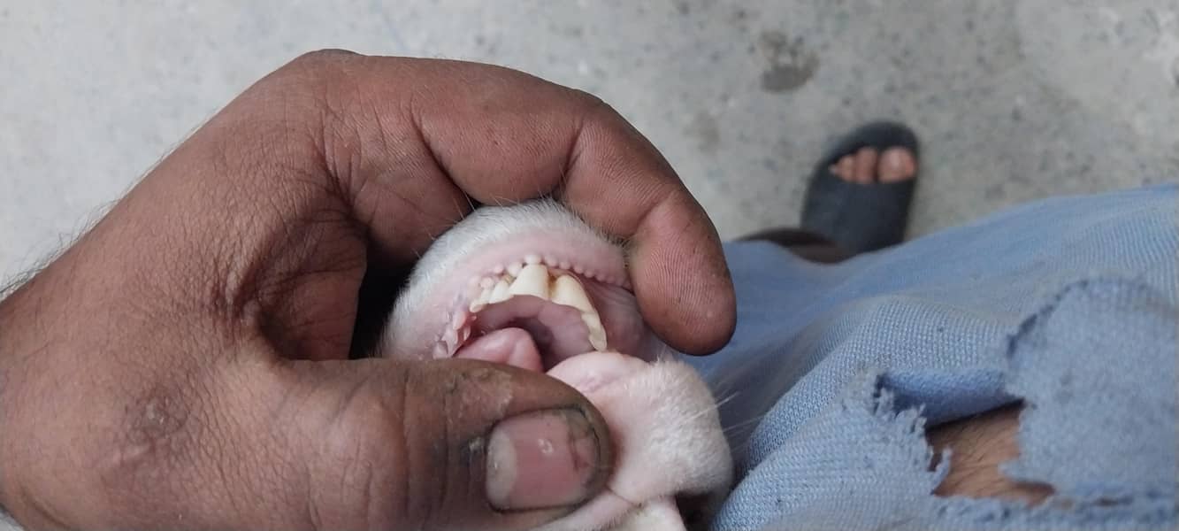 بکری۔دوندی۔ہے۔ایک۔سال۔عمر۔ہےدومھنے۔۔پہلے۔کبن۔کروائی۔تھی۔لیکن۔ٹھری۔نہیں 4