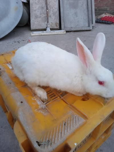 New Zealand rabbit breed Breed