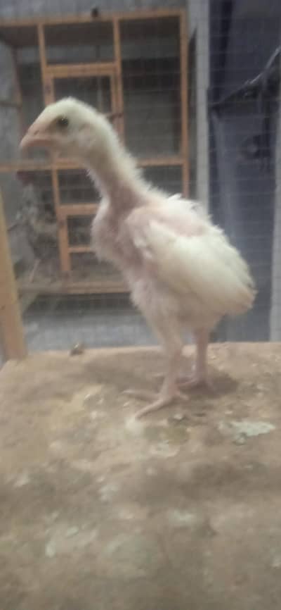 Aseel Chicks For Sale