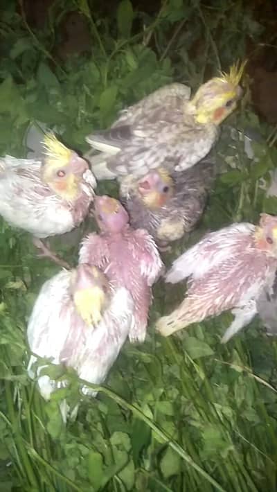 cocktail baby for sale  1200 one piece price