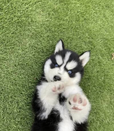 Siberian husky puppies 92@3305406115