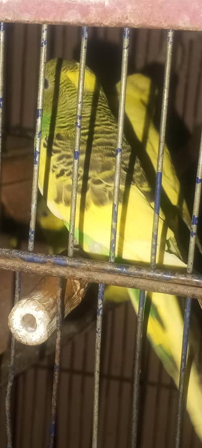 Budgies Pair & Paiet Pathey