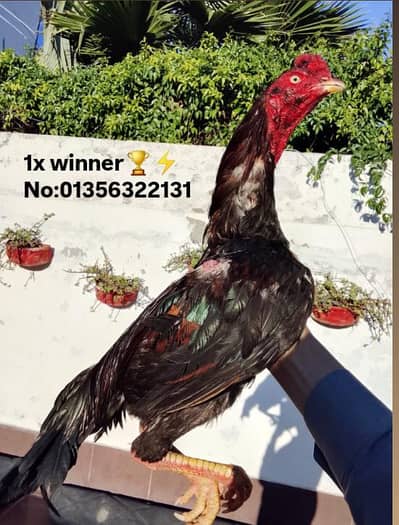 high quality aseel patha