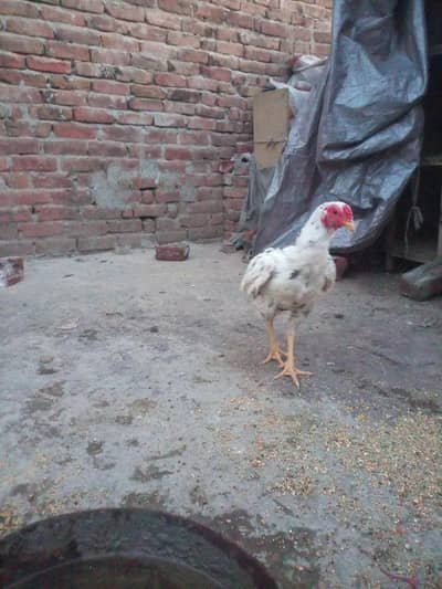 three aseel hens for sale