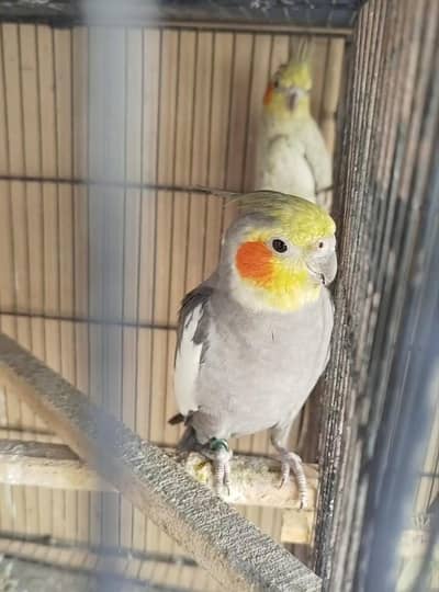 cockatiel breeder pair