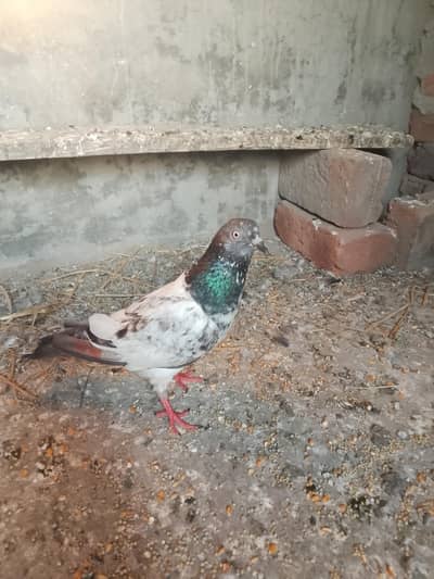 teddy nir h tedi goldna Madi h rabta num 03298349308