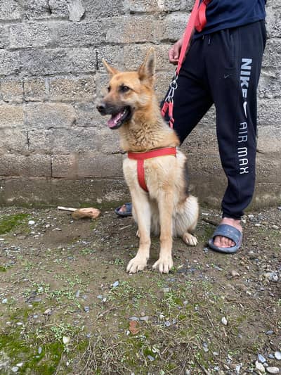 German shepherd female