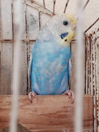 Australian parrot less rate