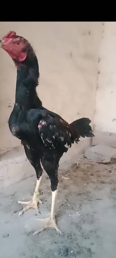 aseel Pakistani patha