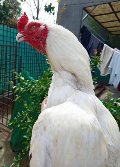 Paper white heera pair