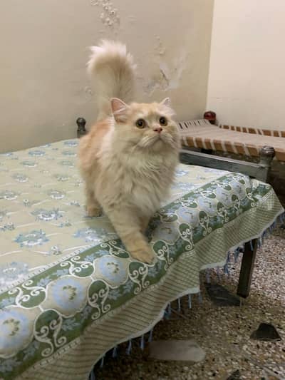 brown Persian cat