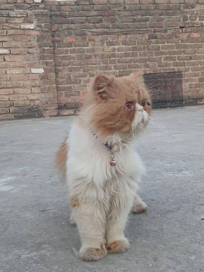 meeting cat male available