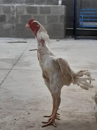 Germon Shamoo Chicks  45 days age  Top quality chicks