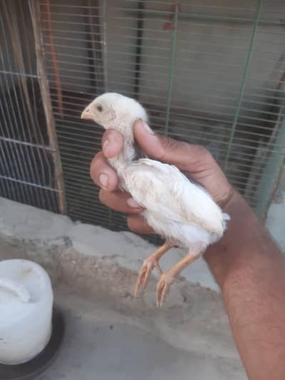 Shamoo paper chicks agr 40 days  germon king shamoo