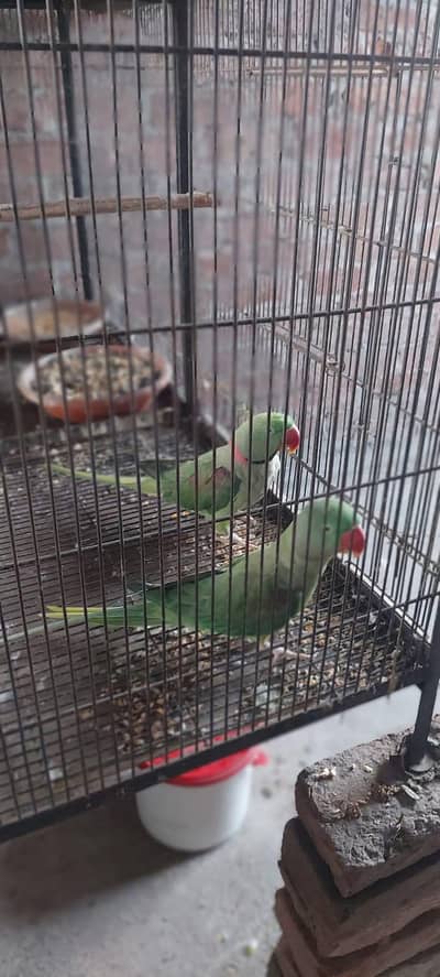 raw parrot pair