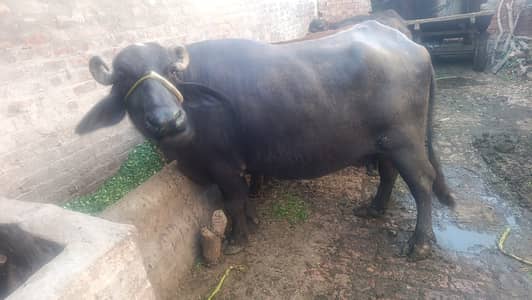 Buffalo for sale
