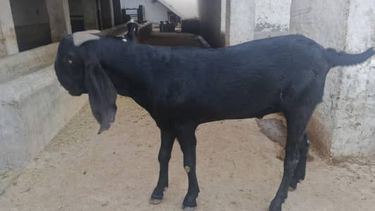 Beautiful. . healthy. .