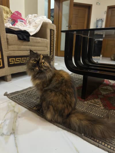 Premium Persian Punch Face Cat | Kitten | Peke | Breeder Female