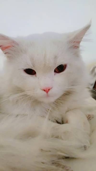 more details contact me on my what's app 03134570385