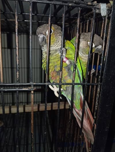 Green Cheek Conure Breeder Pair