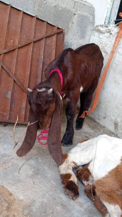 3 Bakra for sale final 55 hazar