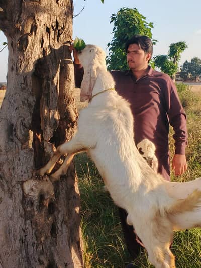 Qurbani Bakra for sale - Male Goat for sale - Goat for qurbani