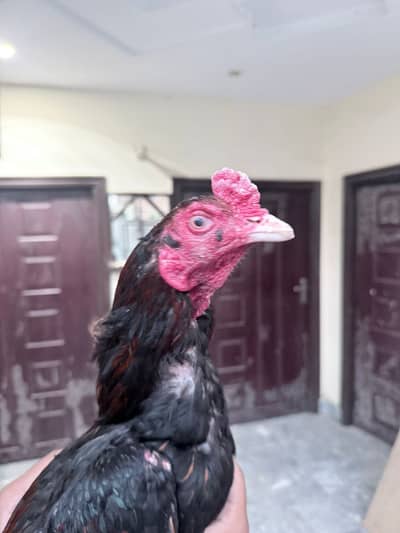 Aseel murga | Aseel phata |mianwali Aseel