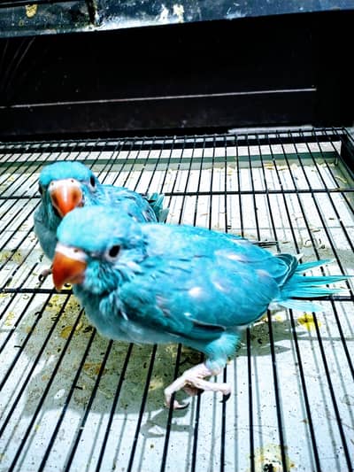 Blue Parrot Jambo Size 03336610040
