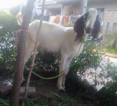 Beautiful qurbani bakra