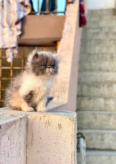 Persian Cat Triple Coated Peki Face