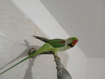 Tamed Raw Male For Sale. . . .