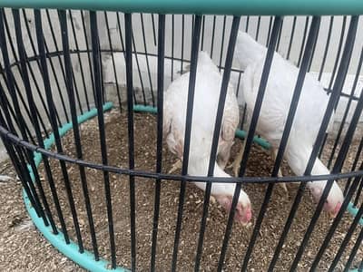 Parrot Beak Females Egg Laying