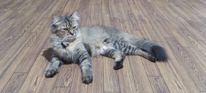 Cat for Adoption – Loving & Playful Companion