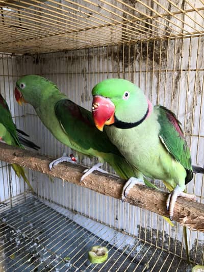 raw parrot pair