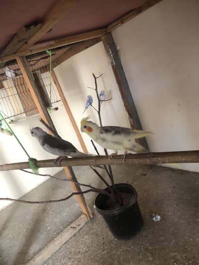 cocktail common to pied pair