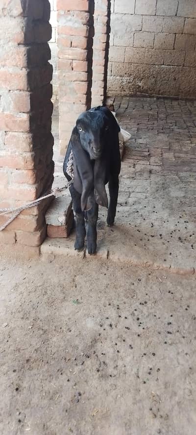 1 timer goat pure breed