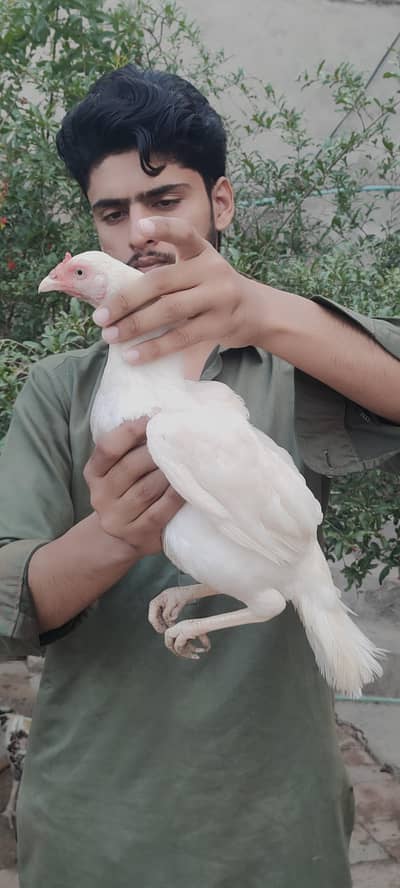 aseel heera murghi/heera paper white / aseel breed whtsap: 03494169108