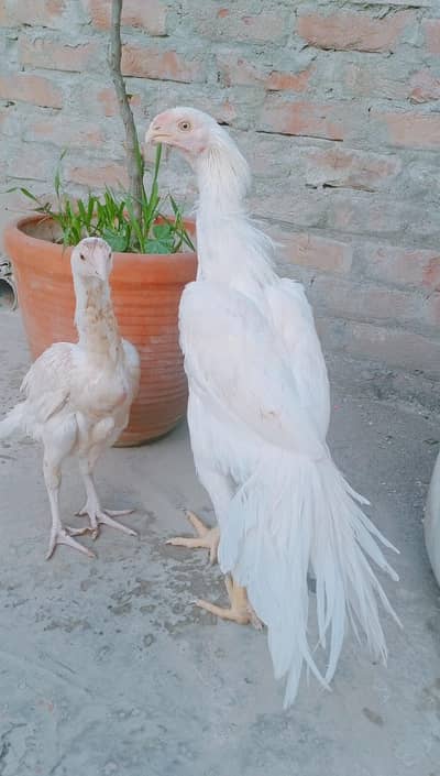 indian perrot beak pair 03324997411