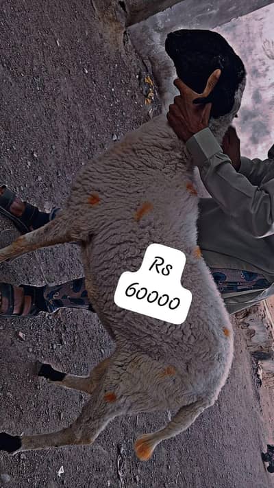 qurbani sell