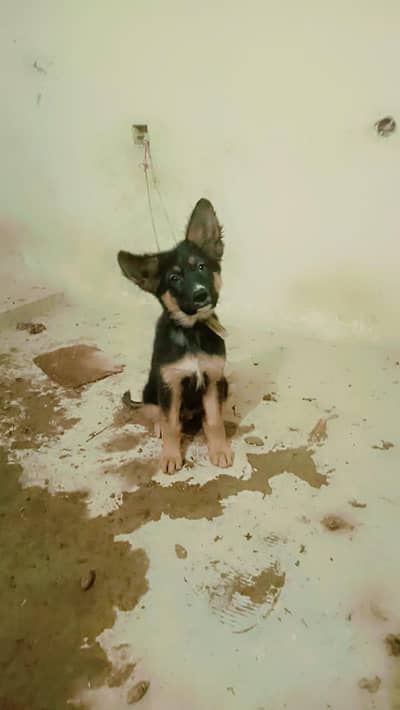 German shepherd puppy long cot