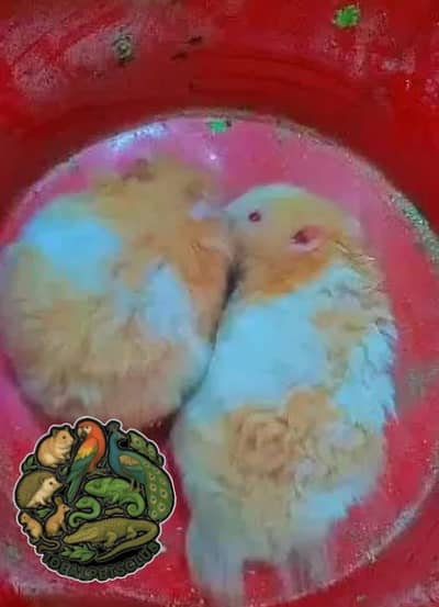 hamster triple coated