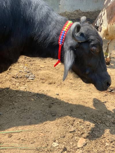 Buffalo bhains بھینس