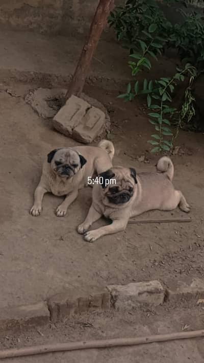 Pair of Pug for sale