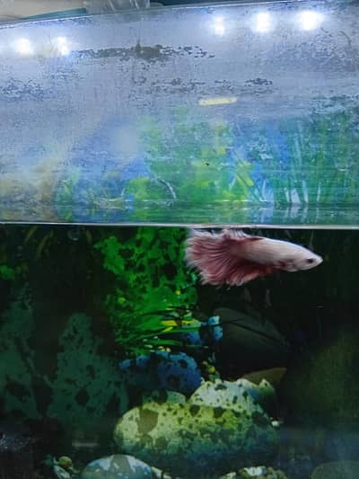 Beautiful Betta fishes for sale. On different prices.