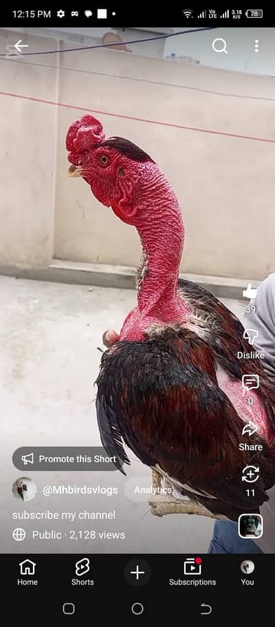 aseel Madagascar male